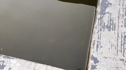 الفئران تعرف السباحة