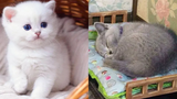 Stunning Super Cute Kittens In The World #7 | Cute VN