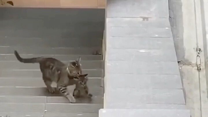 A little kitten got trapped on the stairs. When several big cats saw this, their reaction was so hea