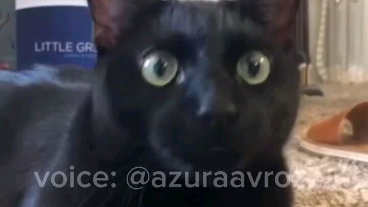🐱: lucukah begitu