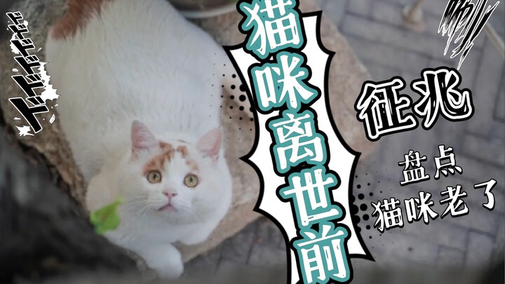 Signs That a Cat Is Near the End of Its Life