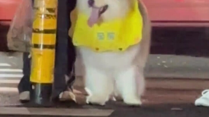 Tuan di Alaska tidak berkata apa-apa, hanya terus-terusan menyarankan untuk mundur!!