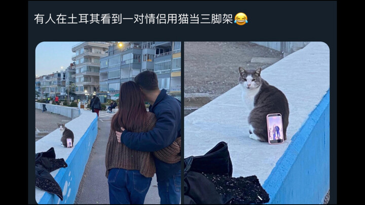 So cute! Someone spotted a couple in Turkey using a cat as a photo tripod, with this top comment: “C