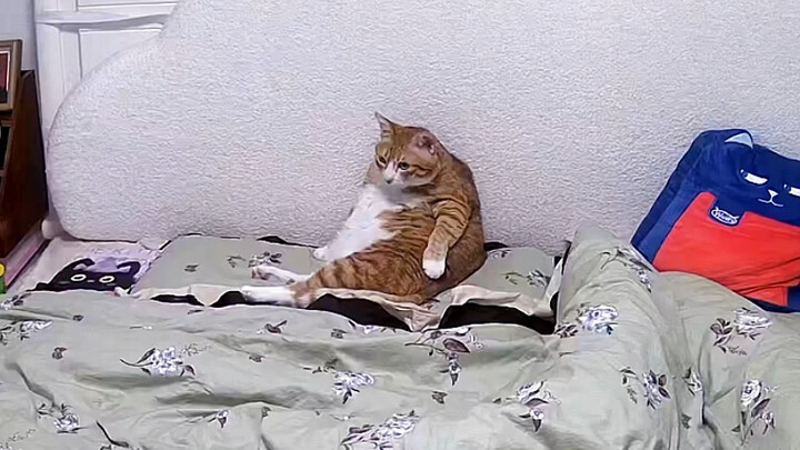 แมวส้มตัวนี้เปลี่ยนบ้านมาแล้วสามครั้ง ทุกคืนมันจะรอจนกว่าฉันจะหลับ