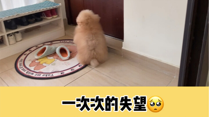 The dog waiting for its owner to come home