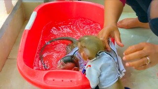 Take a bath, Toto can't wait for Mom to take off the clothes and she swimming with her clothes