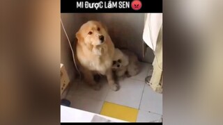 Mi được lắm sen 😡dog thucung yeudongvat pet animals fyp foryou thucungvuinhon dongvathaihuoc