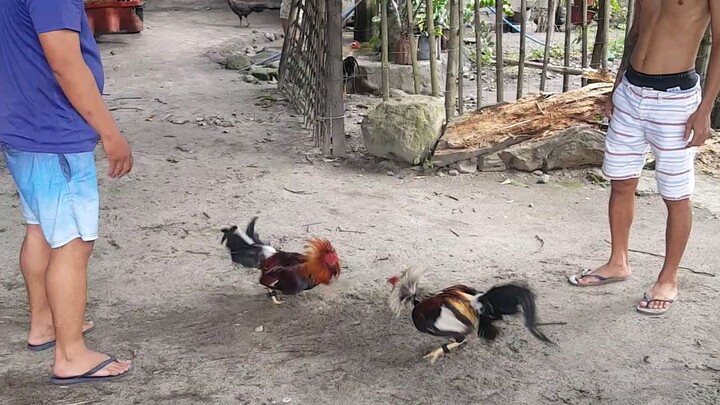 hulsey grey vs sweater kelso