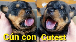 Chó Con Dễ Thương Xem Là Yêu| Rottweiler Gervi Cutest Dogs