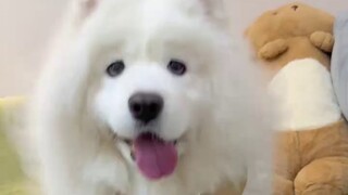 Samoyed and Husky are indeed a little different