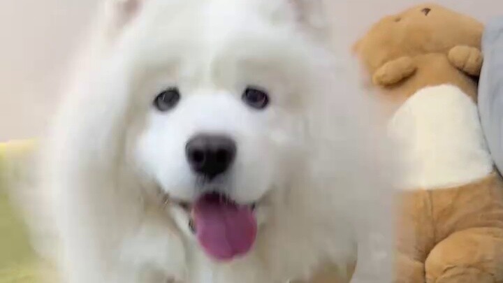 Memang ada ratusan juta perbedaan antara Samoyed dan Husky.