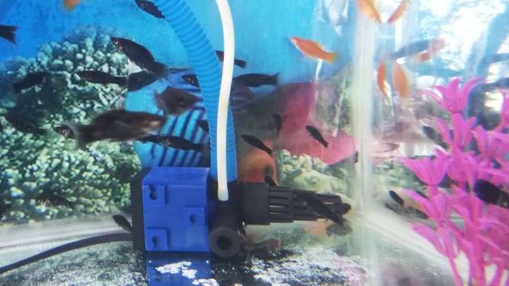 INILAH FUNGSI MESIN FILTER BAGI IKAN DALAM AQUARIUM???