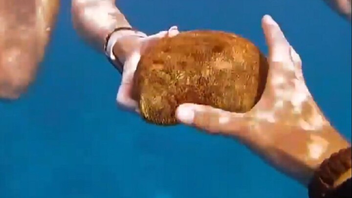 What on earth could be making an experienced diver let out a pig-like grunt?!