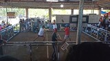 2 cock derby. 2nd fyt WIN(Personal Gray X Dirty Dom) Champion. Long fyt ahead.