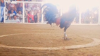 tornado hatch first fight champion