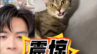 Cat language greeting tutorial! Human, you can speak now!