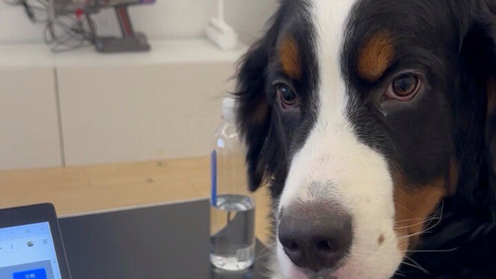 How destructive are the Bernese Mountain Dog’s big paws?!