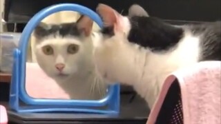 “Cat Team pulled a major goof”