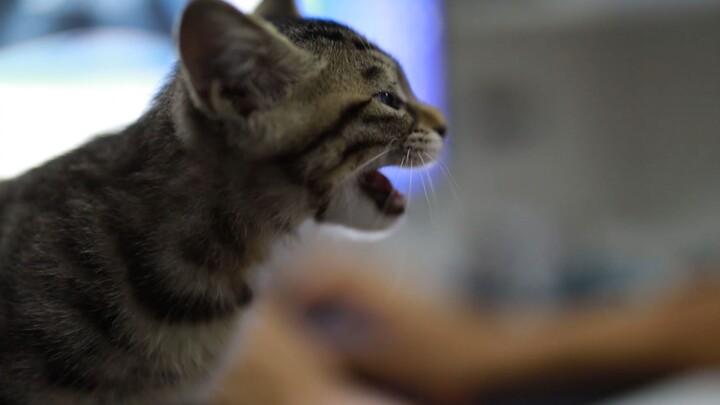 Clingy Little Kitten