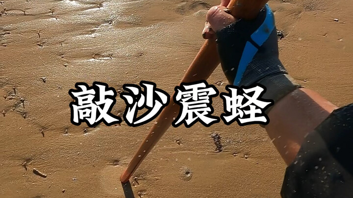 قرع الرمل وزلزال المحار