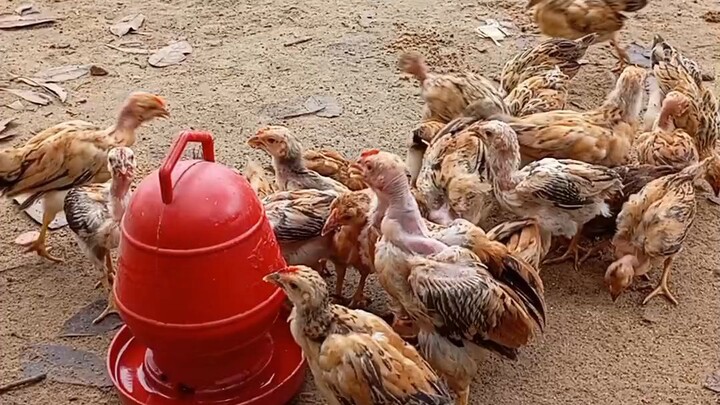 কথায় আছে, যত্ন করলে রত্ন মিলে। 🐥❤️ আলহামদুলিল্লাহ, ৩২টি বাচ্চাই এখন সুস্থ! 🤲🌿