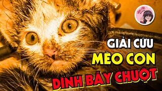 MÈO CON ĐÁNG THƯƠNG DÍNH BẪY CHUỘT VÀ KHÔNG NGỪNG KÊU CỨU