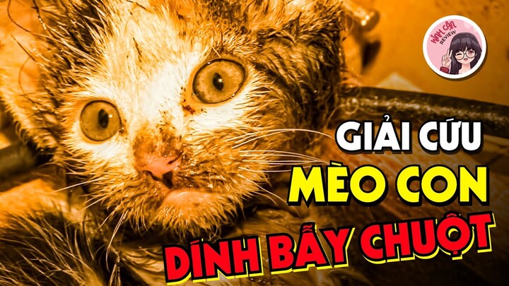 MÈO CON ĐÁNG THƯƠNG DÍNH BẪY CHUỘT VÀ KHÔNG NGỪNG KÊU CỨU