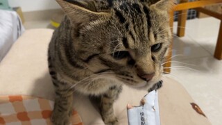 Use cat strips to teach a paralyzed kitten to climb stairs. Its neck is stretched out and its legs c