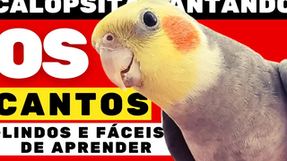 นกค๊อกคาเทลร้องเพลง The Most Beautiful CALOPSITA SINGERS Whistling Cockatiels 2021