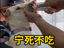 After Mom was hospitalized for surgery, the sea dog stopped eating.