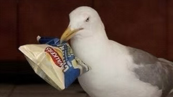 «الحياة البريطانية المليئة بالشتم» 35.0