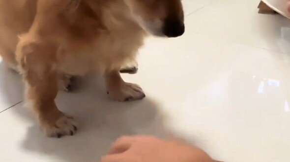 Biểu cảm của chú chó khiến người ta cười bò luôn rồi