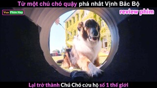 Chú chó Quậy Phá nhất vịnh Bắc Bộ - review phim Chó Cứu Hộ Ruby