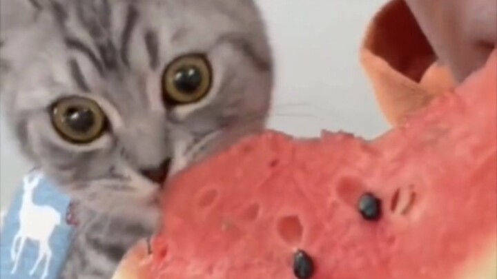 When it realized that red is the best part of a watermelon.