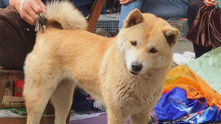 I met a purebred Chinese pastoral dog by chance. I was relieved that there are almost no stray dogs 