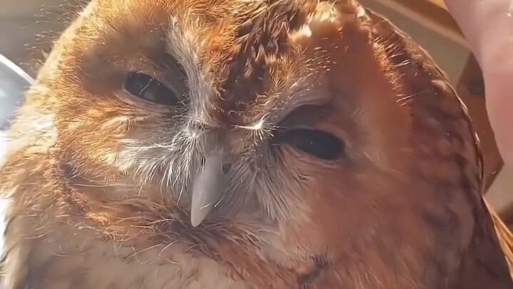 In fact, you know nothing about owls.