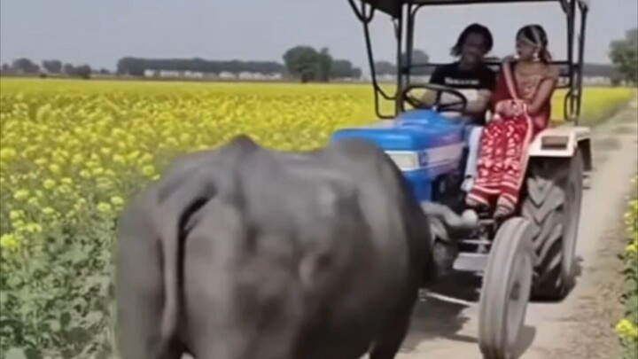entertainment video