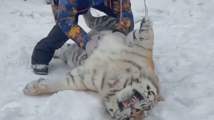 This is the kind of cat a real man should pet!