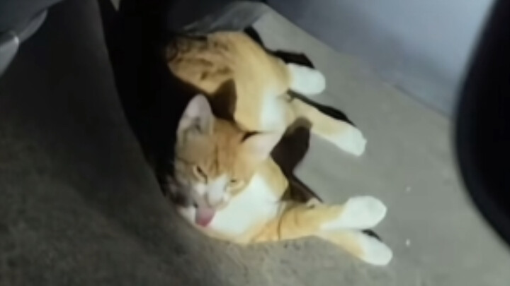 แมวบทกวีนี่เหรอ???