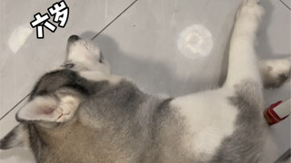 One sentence to tell if it's a puppy or an old dog