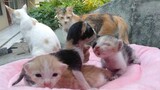 Anak Kucing Lucu Banget Baru Melek Induknya Marah Anaknya Di Ambil Malah Ngambek Anaknya Di Tinggal