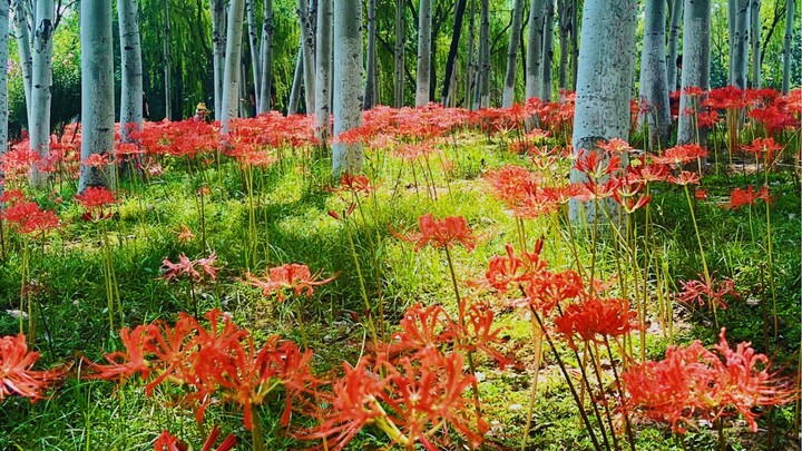 Xi’an’s otherworldly flowers are in full bloom—Changba Wetland Park is at its flower-blooming peak!
