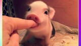 【Cute Pet】Cute moment of miniature pigs