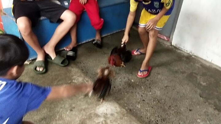 bantam vs bantam sparing