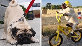 วิดีโอ Pug ที่สนุกที่สุดที่จะทำให้คุณตายหัวเราะ - ลูกสุนัขปั๊กที่ตลกและน่ารัก