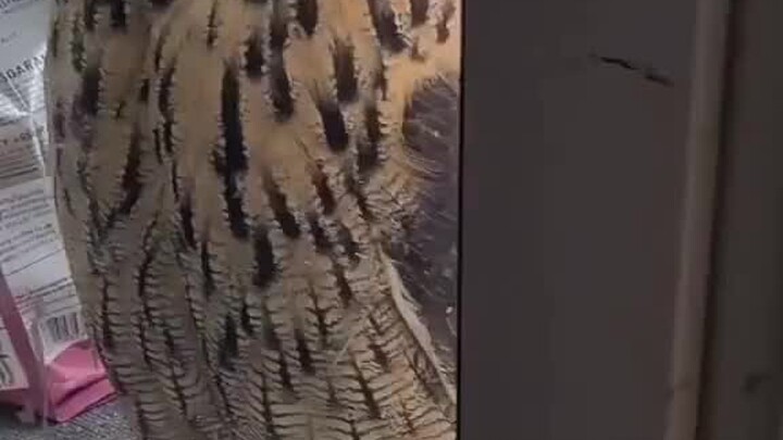 ظنَّ مُرَبِّي القطط أنَّ قطَّته 🐱 عادت إلى المنزل، ففتح النافذة 🪟 ليكتشف أنَّ القطة عالقة خلفها، وبد