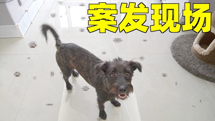 The dog pooped in the living room and even stepped in it everywhere! The female owner completely los