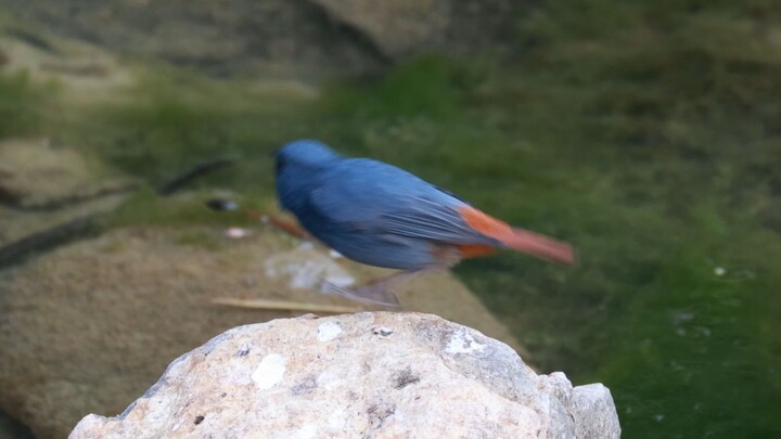 What kind of person throws firecrackers into the water at a newborn’s birth?! 😡