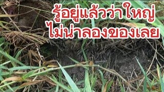 รู้อยู่แล้วว่าใหญ่แน่ๆ ไม่น่าลองของเลย