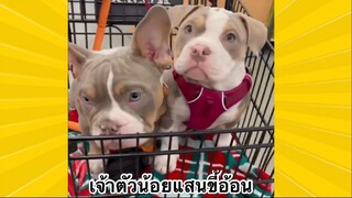 สัตว์เลี้ยงเพื่อนขนปุย : เจ้าตัวน้อยแสนขี้อ้อน